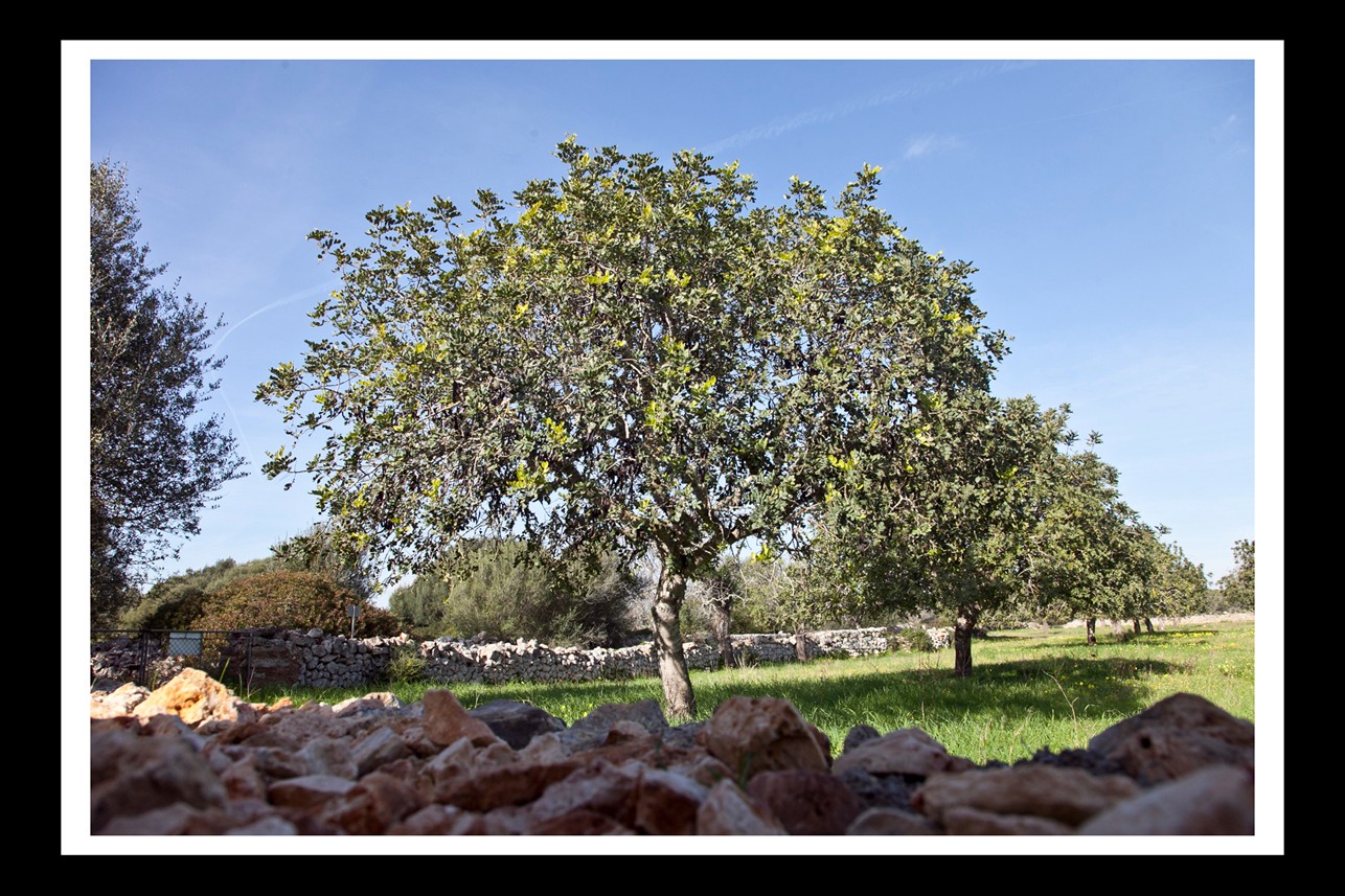 Superbe finca authentique de 5 chambres, située tout près de Santanyi — photo 36
